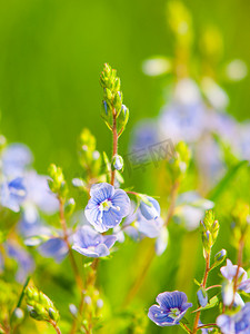 带有微小的蓝紫色微小花朵和绿色散景背景的自然细节。