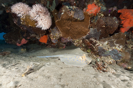 蓝斑黄貂鱼和红海中的热带珊瑚礁。