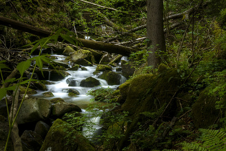 密林摄影照片_山间溪流，河流流经密林。