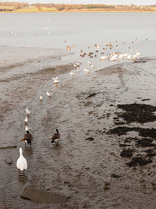 出潮摄影照片_天鹅、鹅、鸟、鸭海边动物潮出海岸landsc