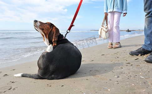 狗在沙滩上抓挠
