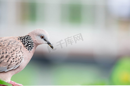 柱形背景摄影照片_绿色模糊背景的斑马鸽特写镜头