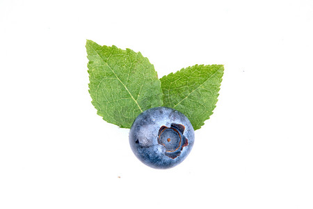 白色背景中的一颗蓝莓和叶子