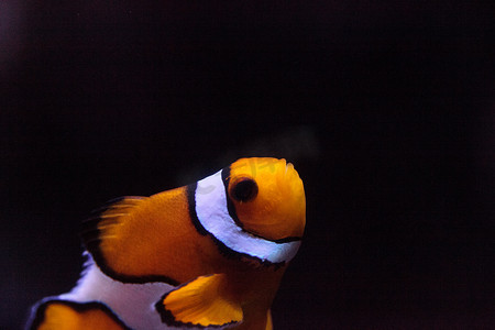 小丑鱼，Amphiprioninae，在海鱼中