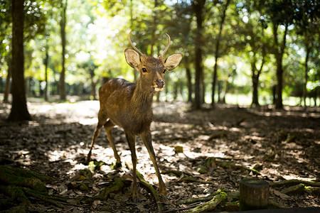 鹿在奈良公园
