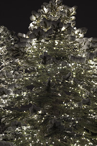 蓝色大气灯光摄影照片_雪中​​发光的松树与灯光