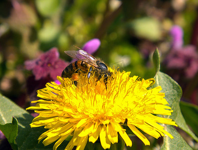 草地上蒲公英上的蜜蜂