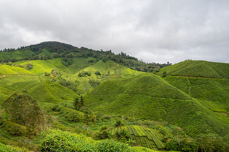 马来西亚金马伦高原覆盖山脉的茶园