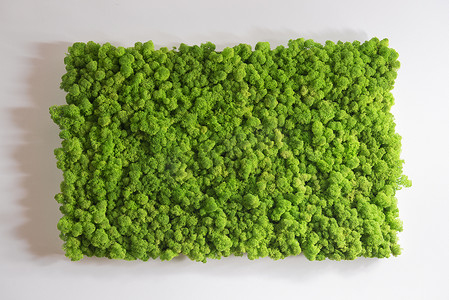 绿色墙摄影照片_驯鹿苔藓墙，绿色墙面装饰，地衣石蕊花