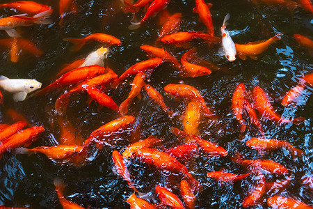 一群日本红鲤鱼在池塘里。