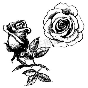 玫瑰和叶子手绘