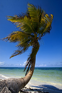 墨西哥蓝色泻湖风中的棕榈树