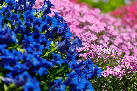 春天花园中的小号龙胆蓝花