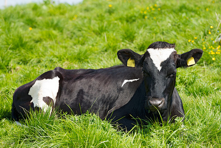 奶牛休息摄影照片_黑色和白色奶牛在绿色牧场上休息