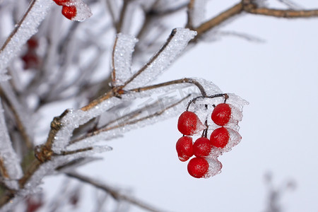 覆盖着白霜的红色 Guelder 玫瑰浆果