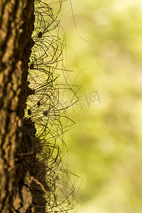 长方体圆摄影照片_一堆 Opiliones 蜘蛛