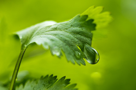 花园中式摄影照片_香菜叶与水滴