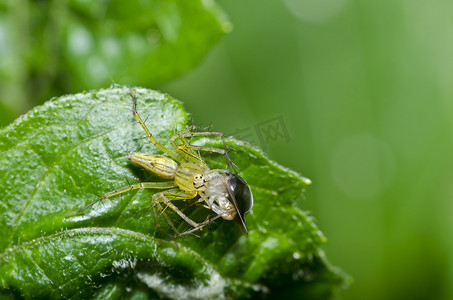 长腿蜘蛛吃绿叶上的虫子