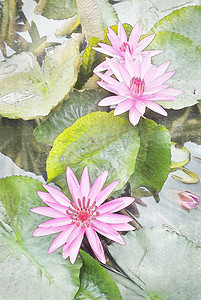 美丽的粉红色睡莲漂浮在湖面上，水彩风格