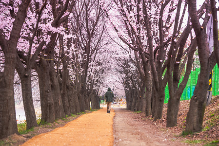 韩国首尔-4 月 7 日：韩国首尔的樱花节，2019 年 4 月 7 日韩国首尔周围的美丽风景摄影师