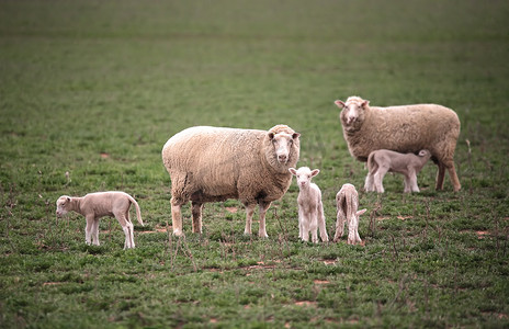 母羊和他们的小羊