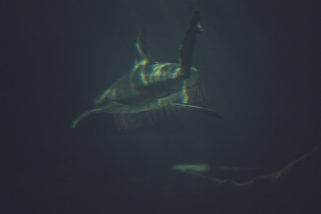凶猛的鱼摄影照片_潜水，深蓝色水中的大鲨鱼水下照片。