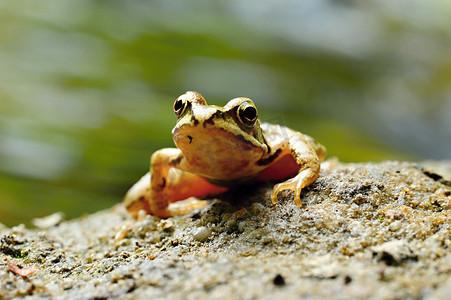 绿色小青蛙摄影照片_棕色的小青蛙