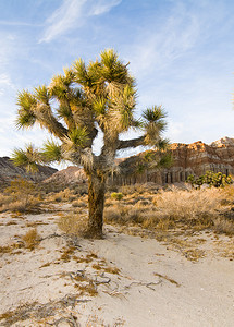 红崖自然保护区（加利福尼亚州红岩峡谷）以约书亚树（丝兰短叶兰）为特色