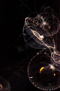 水晶水母 Aequorea victoria 是一种生物发光的水生动物
