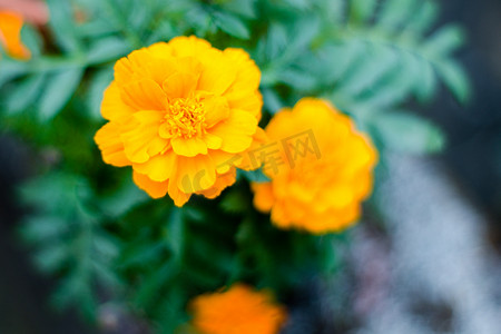 花园前院或后院的黄色万寿菊花卉植物。