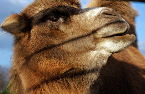 骑骆驼摄影照片_骆驼的头
