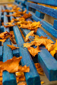 黄橙色秋枫叶在蓝色木凳上