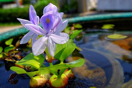 水葫芦紫色花在绿色浴，凤眼莲 cr