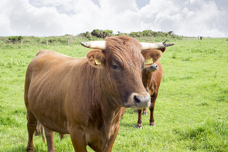 西牛摄影照片_绿色牧场上的泽西牛