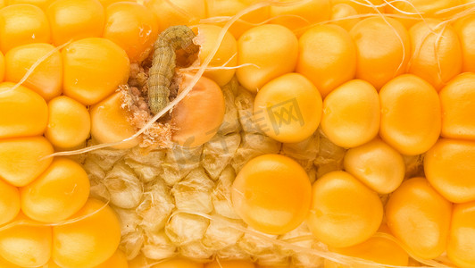 吃玉米的蠕虫