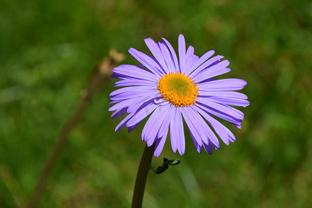 在绿草背景的一朵紫色高山翠菊花