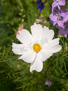 花园中的白色波斯菊头状花序