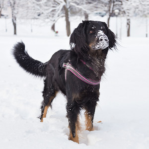 狗在寒冷的冬天雪地里玩耍。