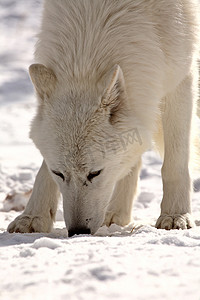 冬天的北极狼