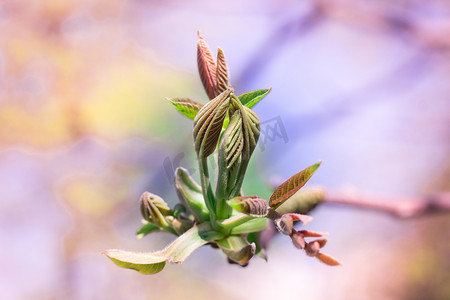 新鲜的年轻春天树芽特写在五颜六色的模糊背景