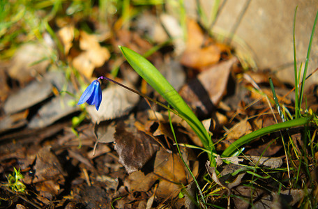 春天的花朵蓝铃花 Scilla bifolia 蓝色森林花