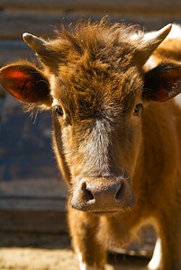 牛牧场摄影照片_小红发小牛