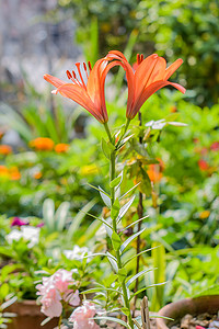 Campsis radicans，也被称为喇叭藤和牛痒，原产于美国东部和南部的攀缘植物；