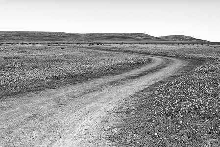 Matjiesfontein 农场野花田的碎石路。
