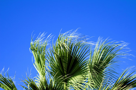 风中的树摄影照片_风中的棕榈叶