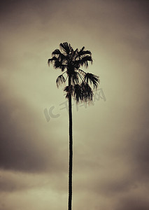 “棕榈树，复古风格的艺术色调照片”