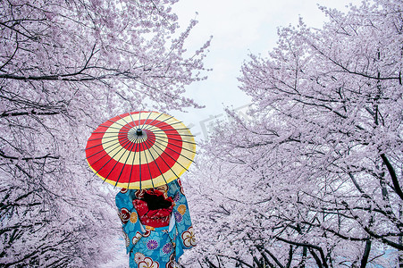 日本春天穿着日本传统和服和樱花的亚洲女性。