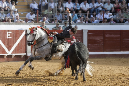 骑在马背上的西班牙斗牛士莱昂纳多埃尔南德斯在波索布兰科放牛
