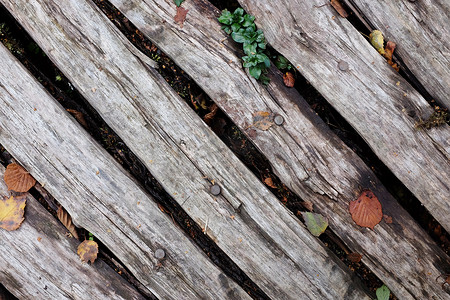 秋天木板背景摄影照片_带落叶的对角粗木