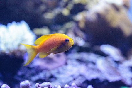 超级赛亚人摄影照片_称为 Pseudanthias squamipinnis 的黄色 Lyretail Anthias 鱼